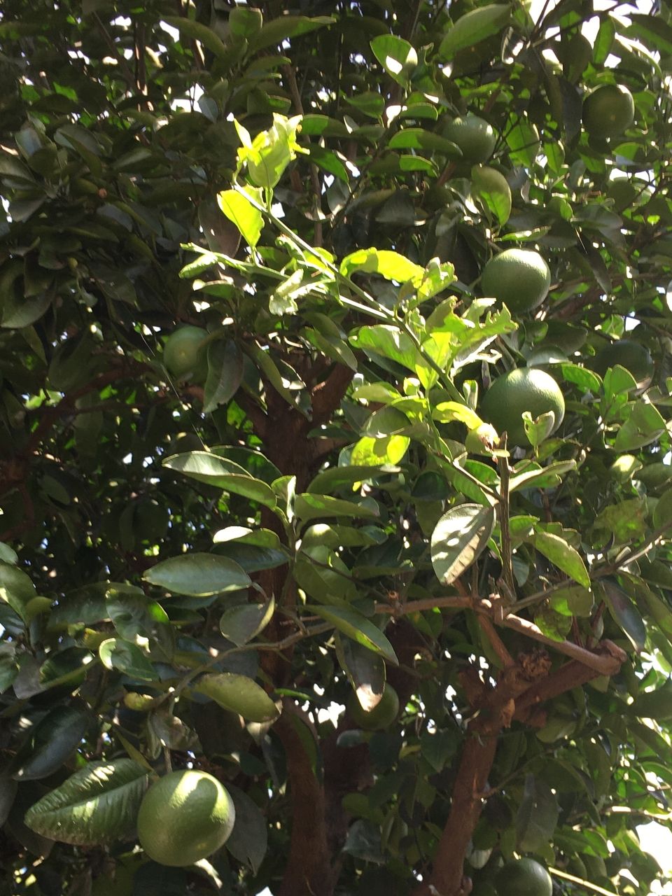 熊本市東区若葉・事務所の蜜柑の木・実がかなり大きくなりました