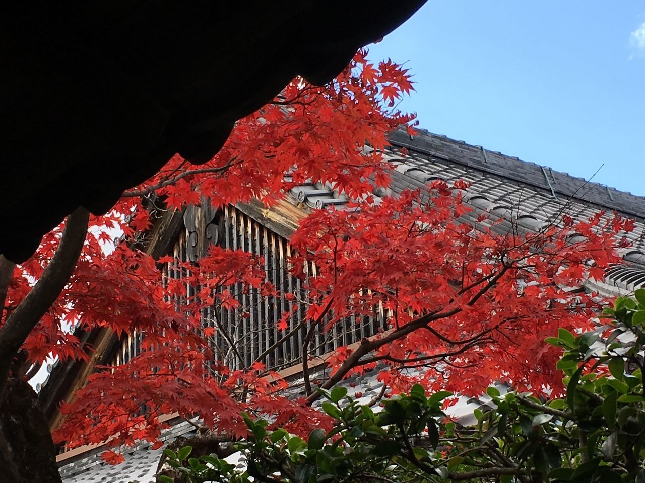 秋の京都　紅葉の仁和寺