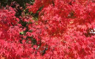 京都　紅葉真っ盛りの「仁和寺」