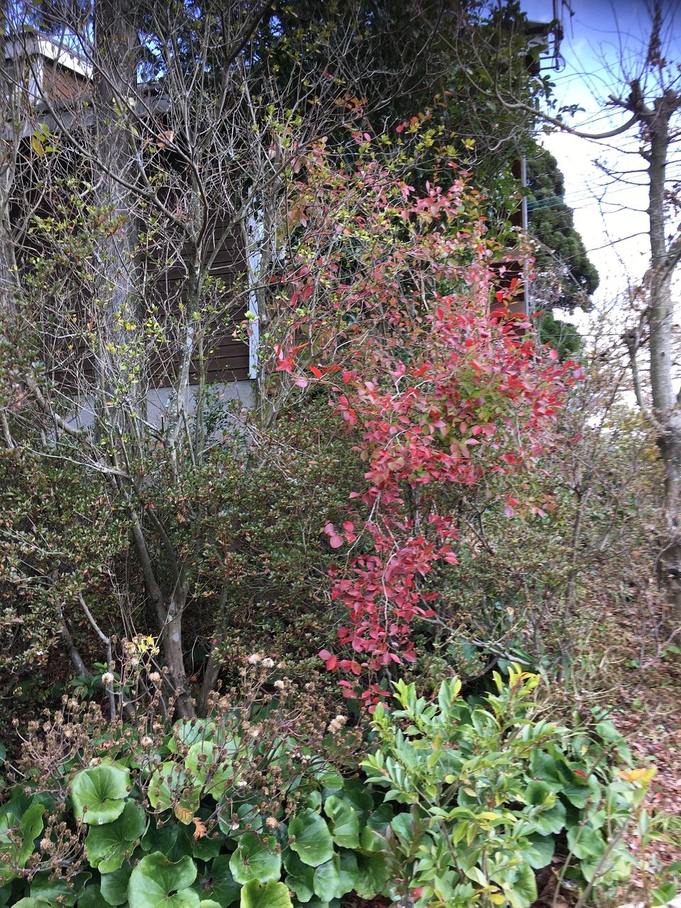 晩秋の南阿蘇・木々の枝の中に際立つ赤い葉