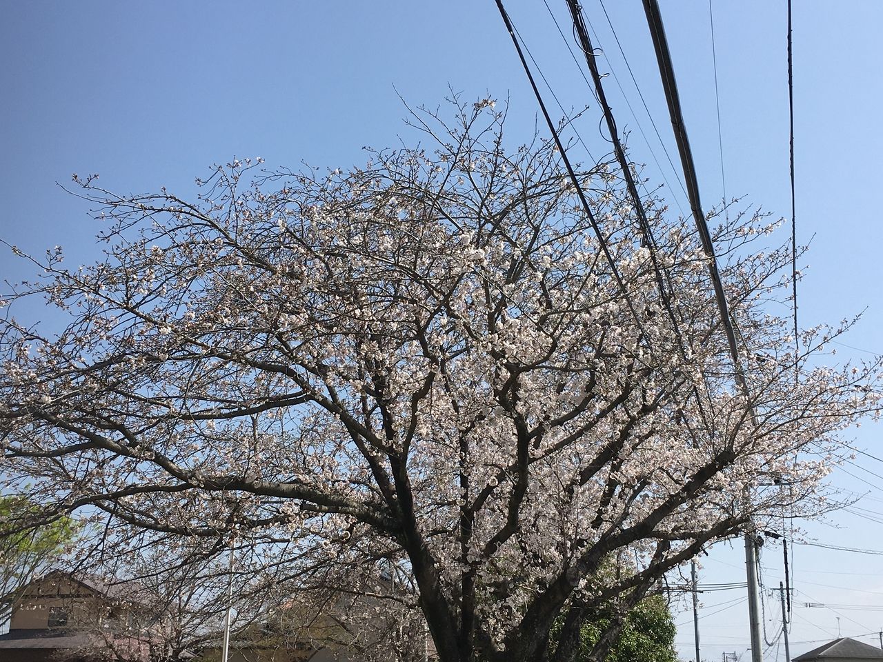 熊本市東区沼山津。沼山津公園、今年はもう桜の花が咲いています。