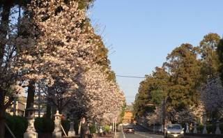 さくらが満開の健軍神社参道と健軍神社