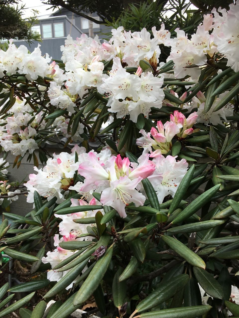 今年も事務所の庭に春の訪れを告げてくれる草花が少しずつ花開いてきました。シャクナゲの花が咲き始めツツジも蕾が少しづつふくらみ始めました。小さな草花も花をつけています。自然の恵みと、営みの偉大…