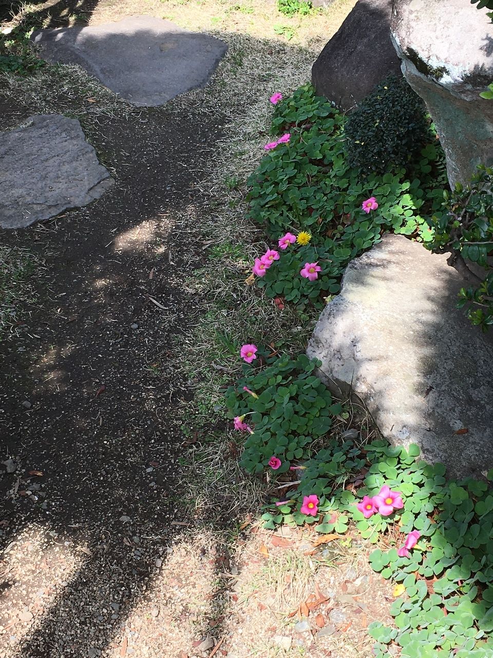 事務所の庭に咲く草花