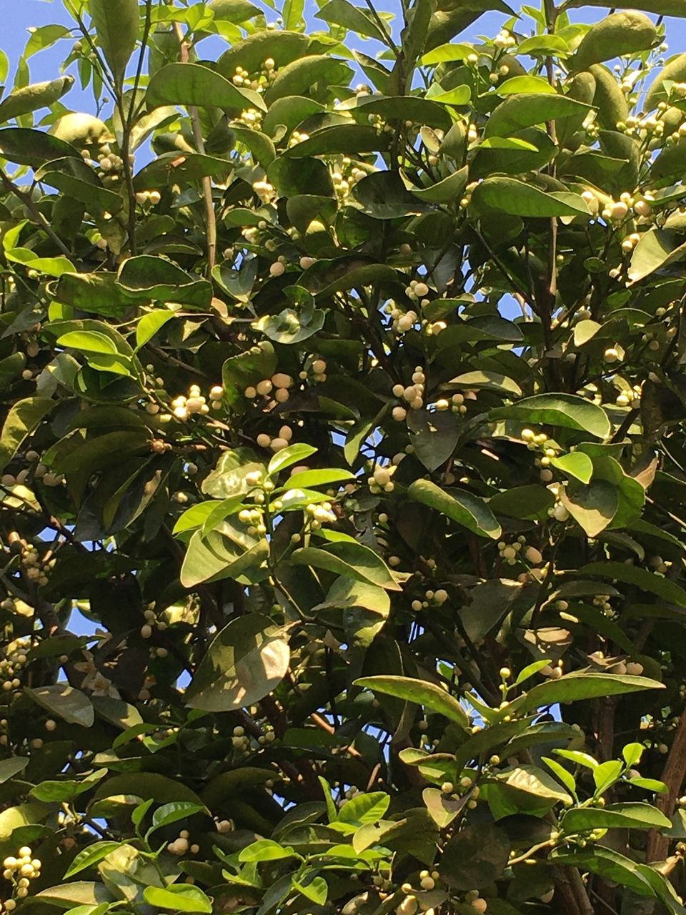 事務所の庭に咲く蜜柑の木のつぼみ