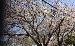 熊本市東区沼山津・沼山津公園の桜、今年は開花が早かった分新緑に変わるのも早かったです