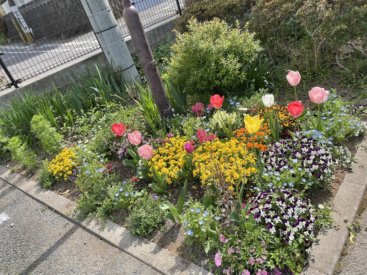 熊本市東区桜木の2LDKの管理物件。駐車場にはチュウリップの花がたくさん咲いています。