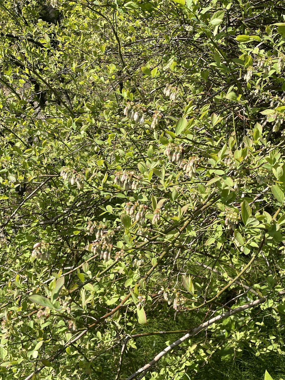 これから花開いてくる南阿蘇のブルーベリーの木