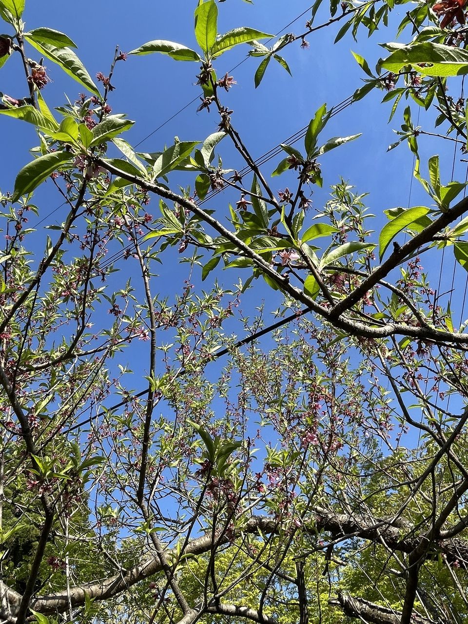 花が身に変わりつつある南阿蘇の桃の木