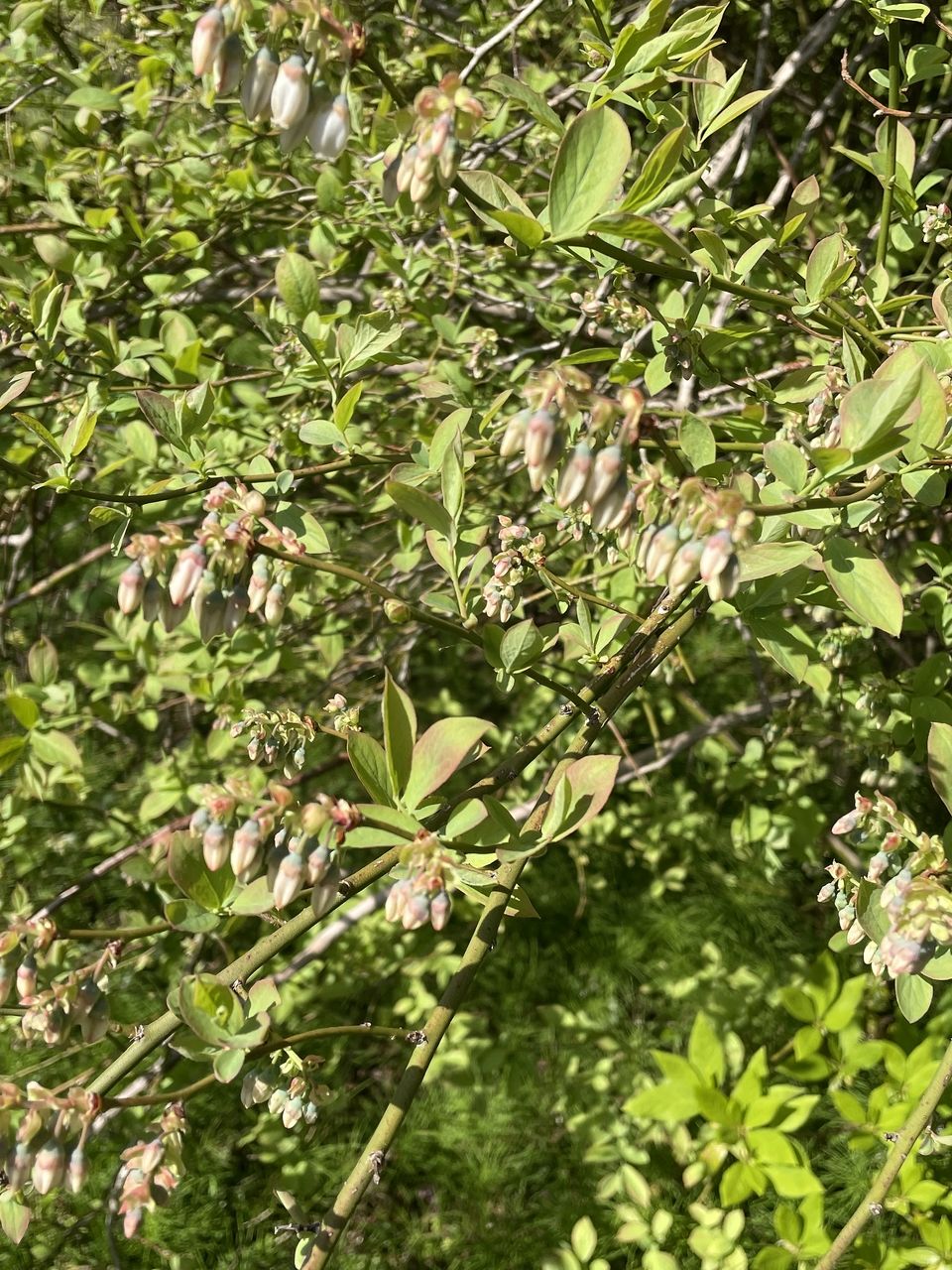 これから花開いてくる南阿蘇のブルーベリーの木