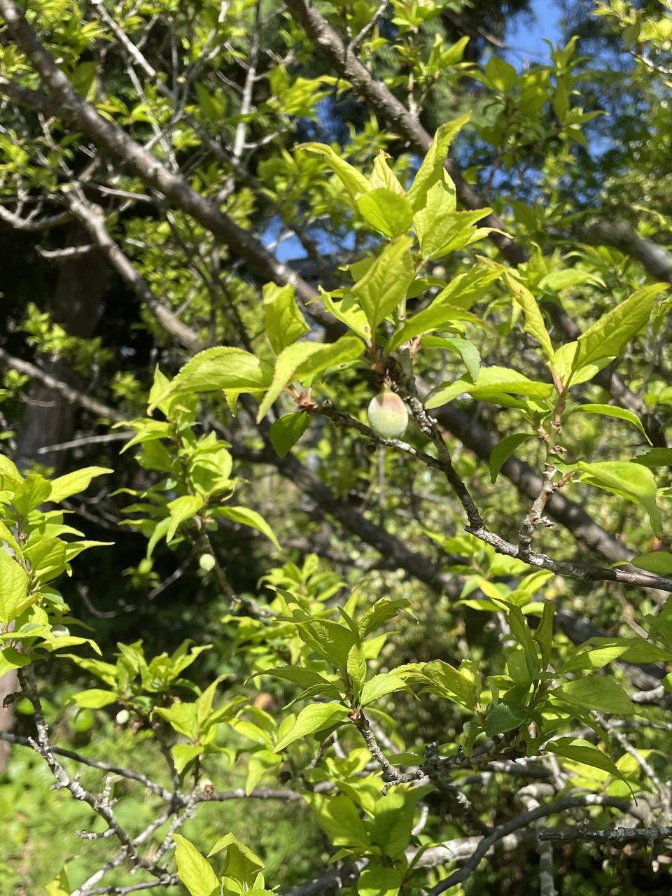 かわいい実が付き出した南阿蘇の梅の木