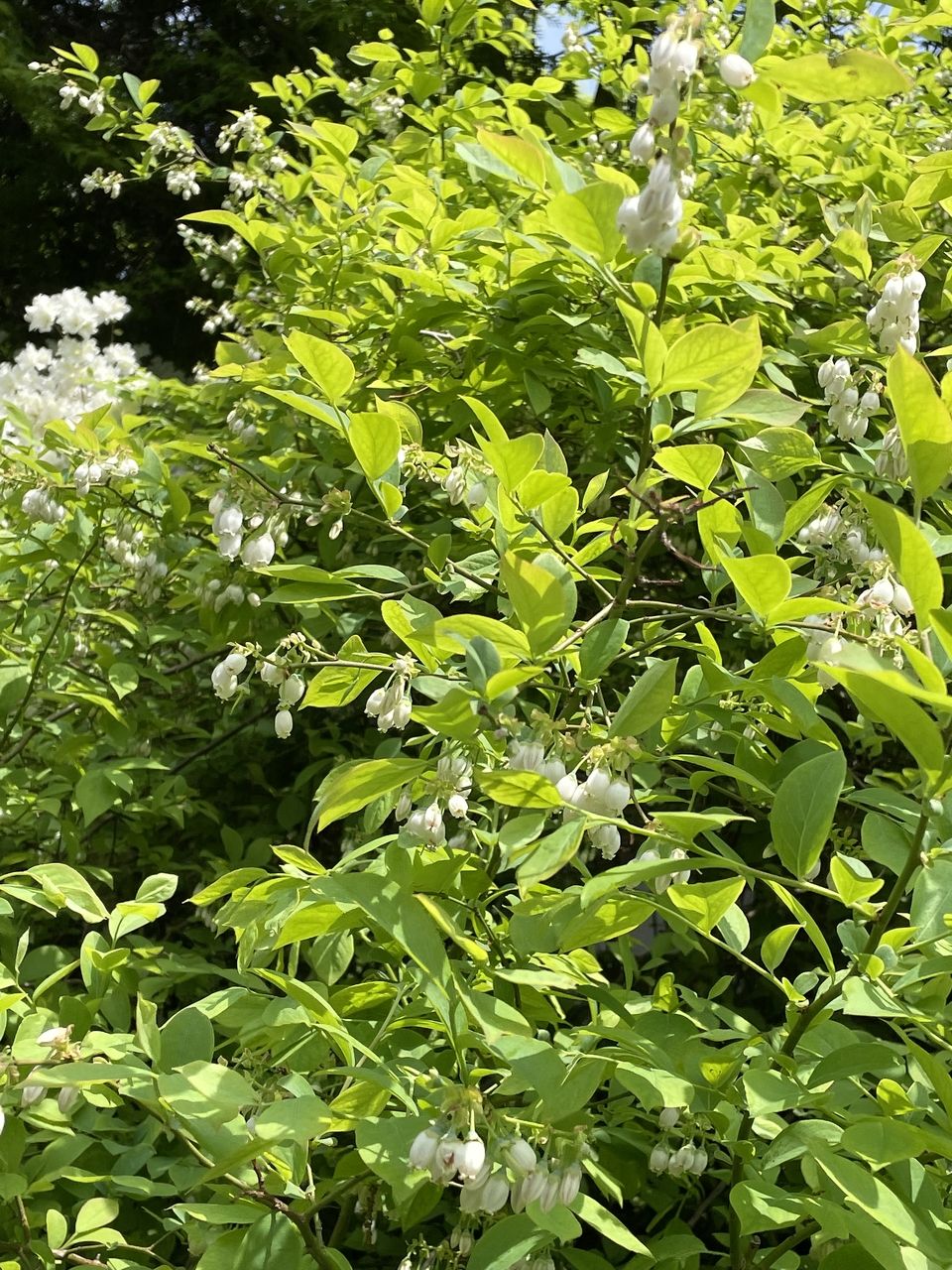 鈴なりに花のついている南阿蘇のブルーベリーの木