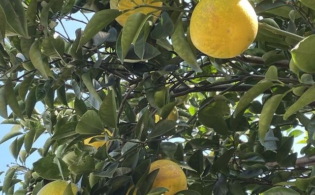 今年も八朔の実が大きく実りました。