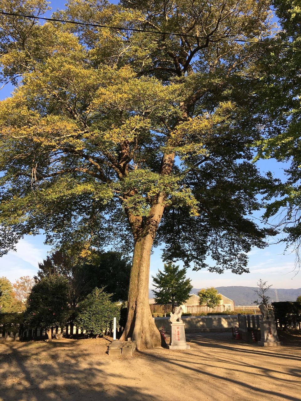 境内に鎮座する熊本市指定保存樹木