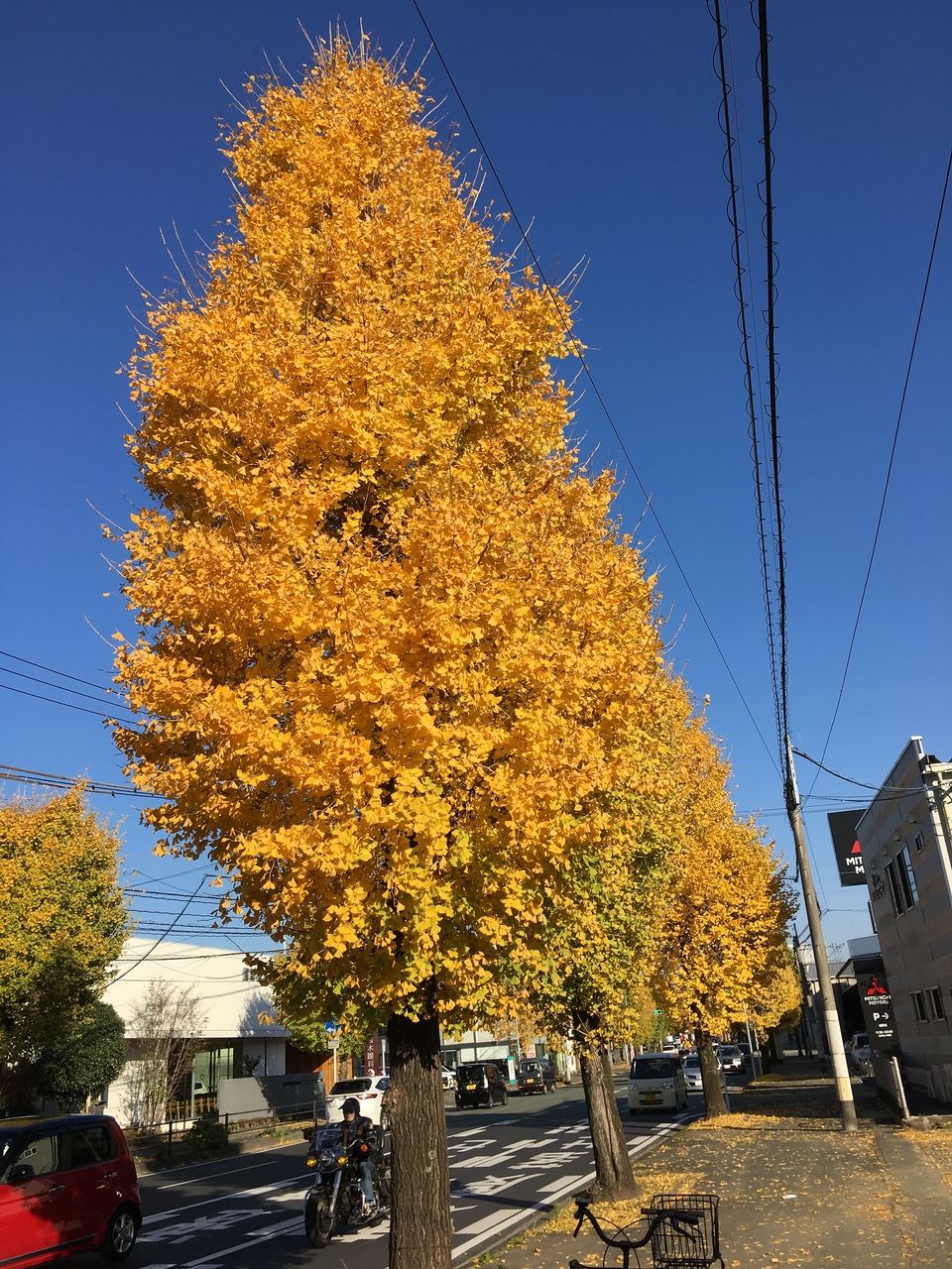 色ずく街路樹の銀杏