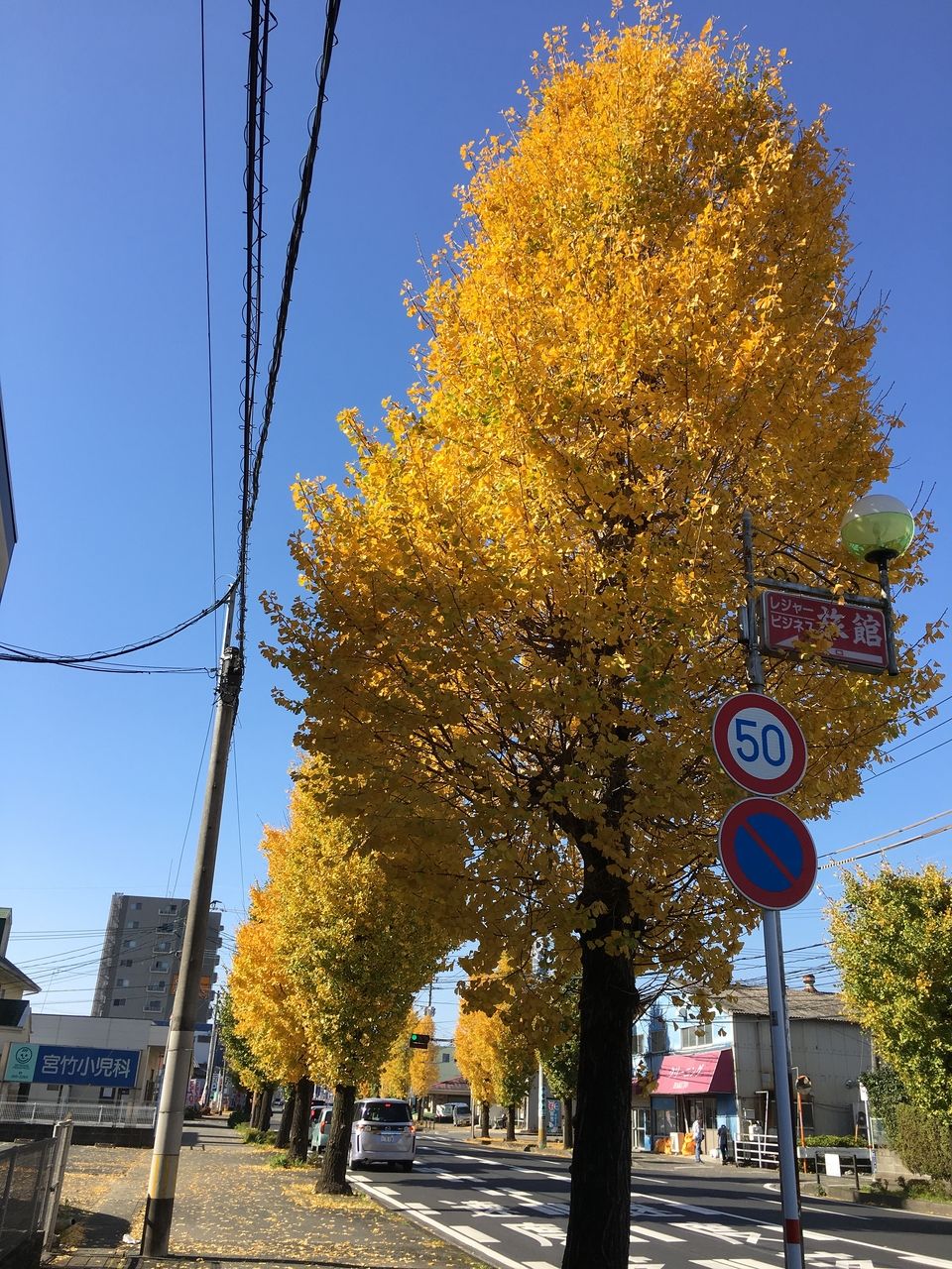 色ずく街路樹の銀杏