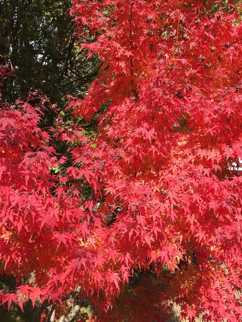 秋の京都　紅葉の仁和寺