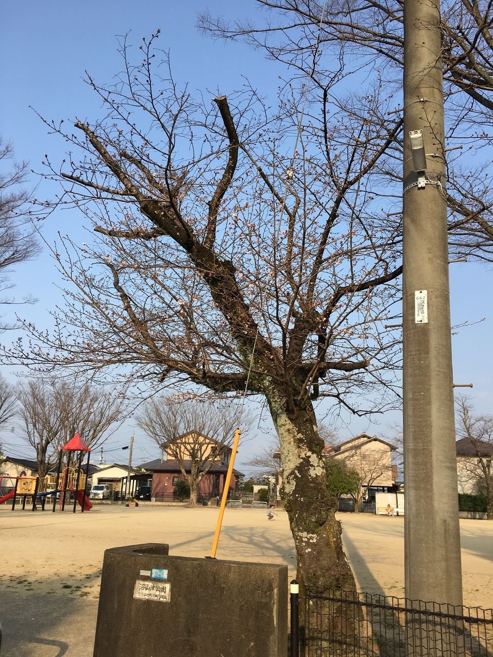 熊本市東区の沼山津公園の桜の蕾がほころびはじめました