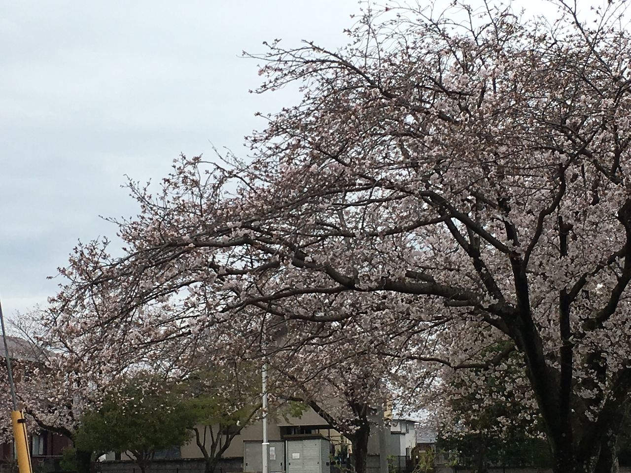 熊本市東区の沼山津公園の桜・ほぼ満開に近くなりました。