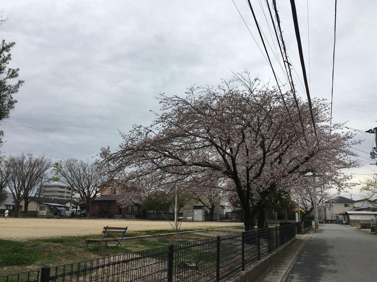 熊本市東区の沼山津公園の桜・ほぼ満開に近くなりました。