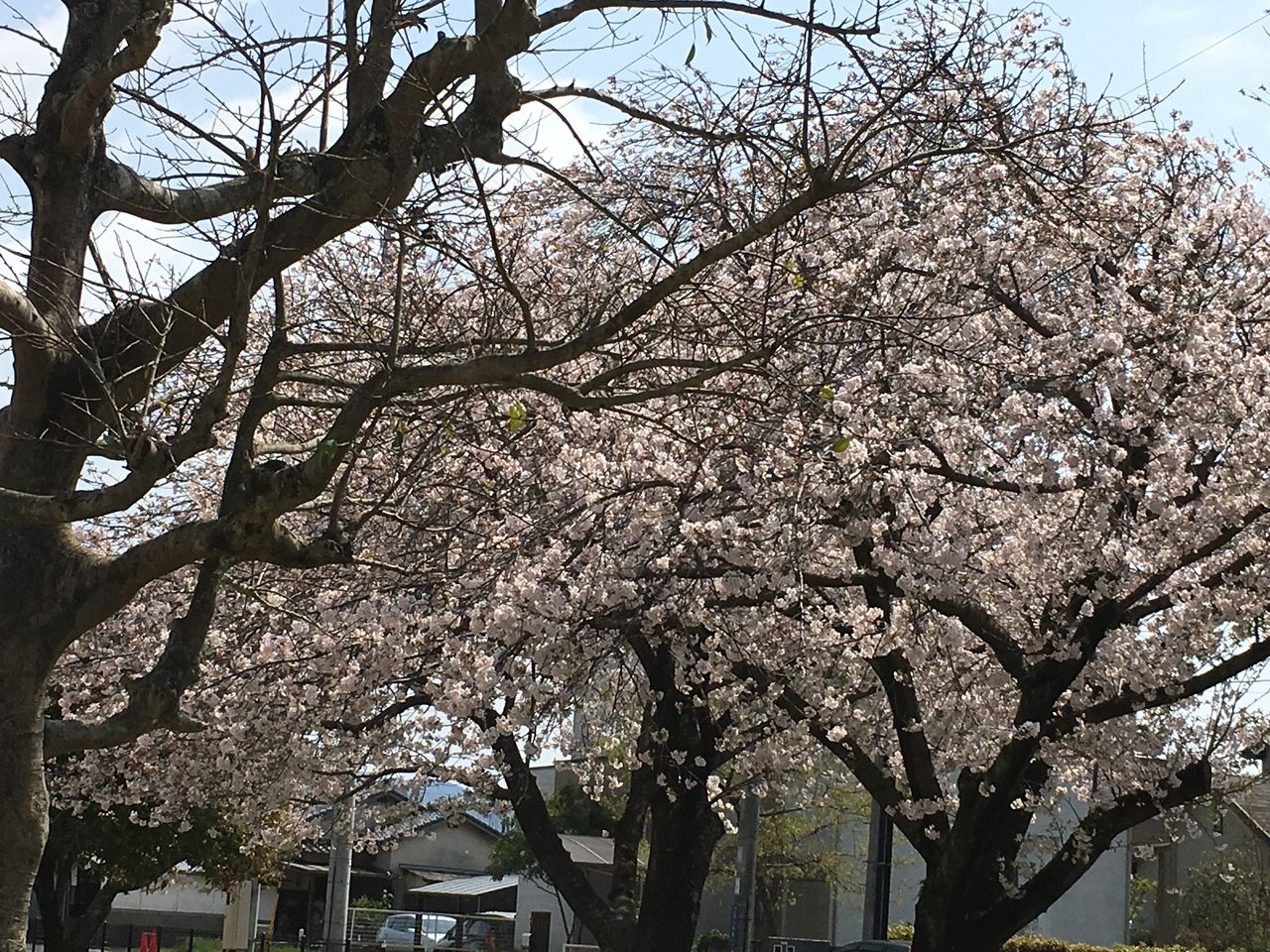 熊本市東区の沼山津公園の桜・満開です。