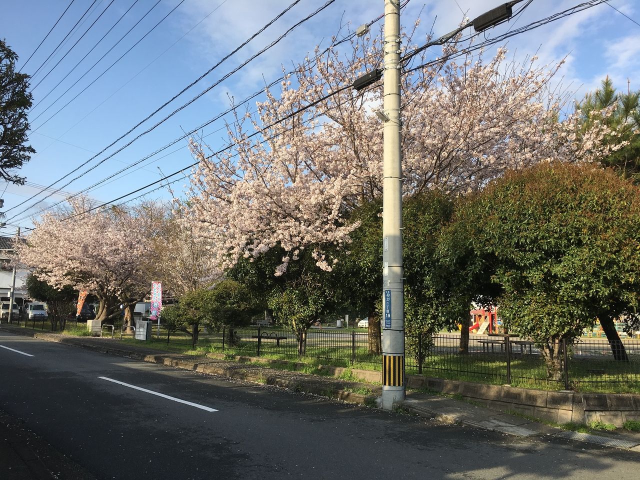 うぐいす原公園内の満開になっている桜の花