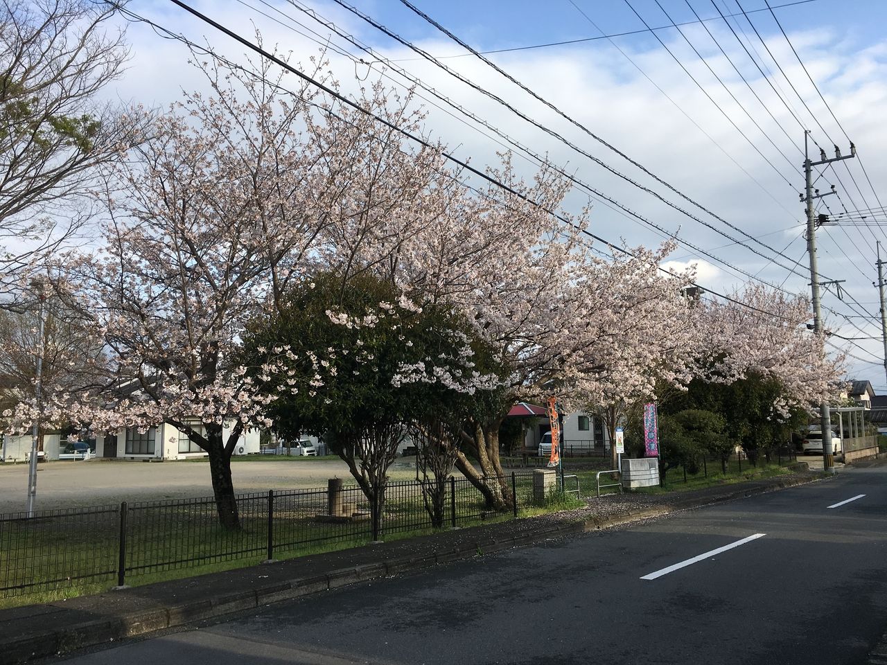 うぐいす原公園内の満開になっている桜の花
