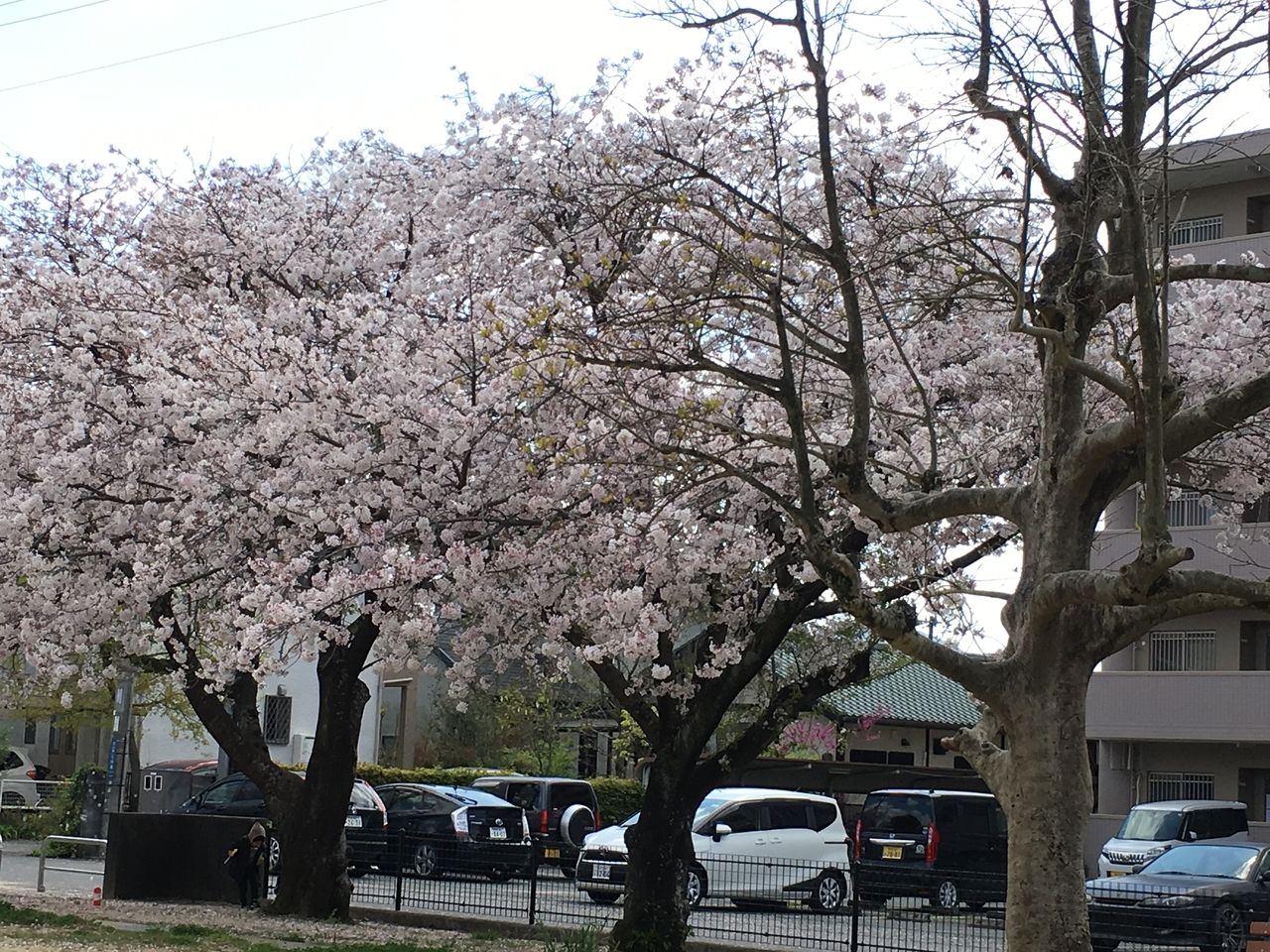 熊本市東区沼山津公園のさくらの花が今年はまだ満開のままはなひらいています。