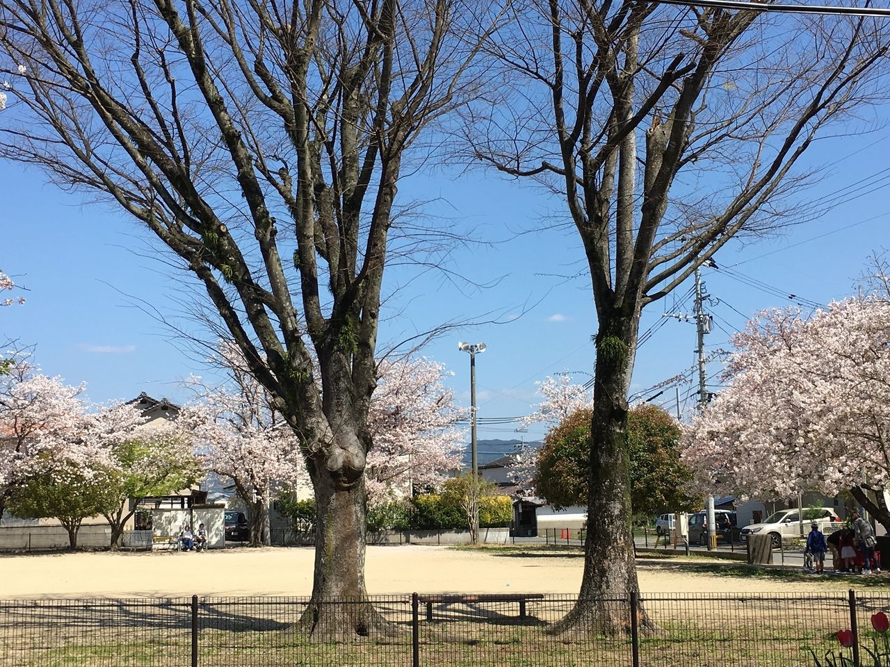 熊本市東区の沼山津公園の桜・満開です。