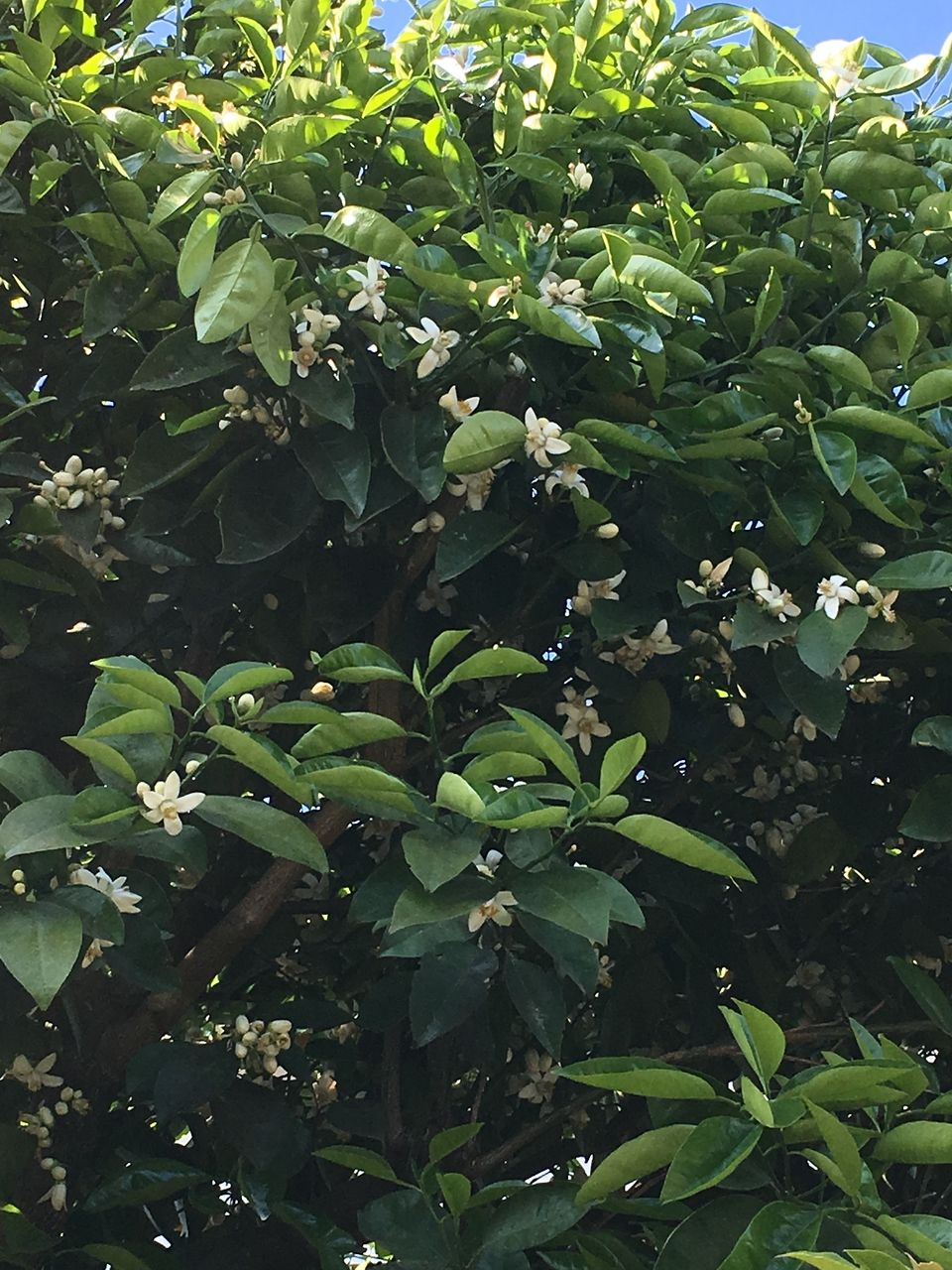 熊本市東区若葉の事務所の庭の蜜柑の木。たくさんの蕾の中に白い花が咲きだしました。