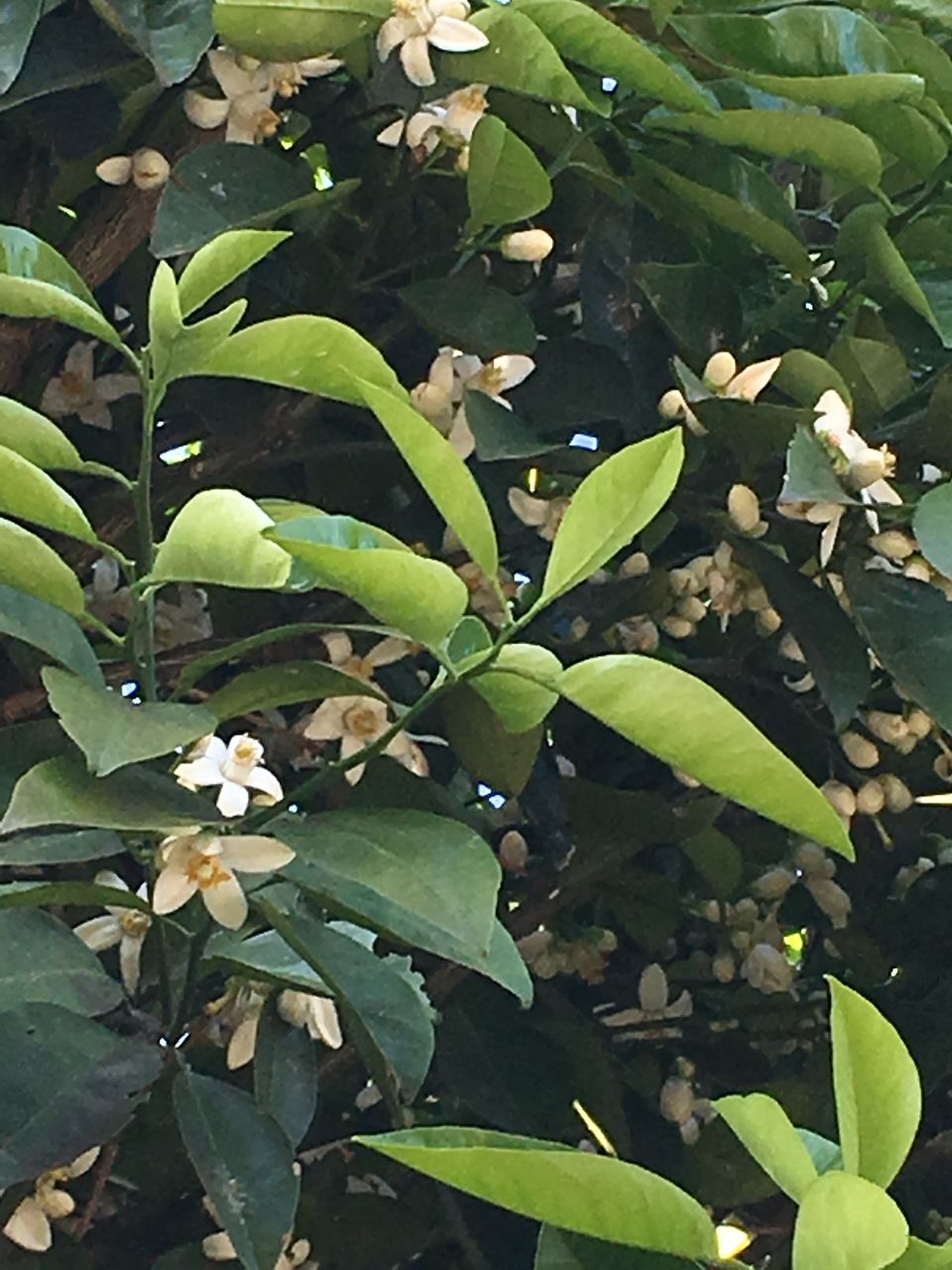 熊本市東区若葉の事務所の庭の蜜柑の木に白い花が咲きだしました。