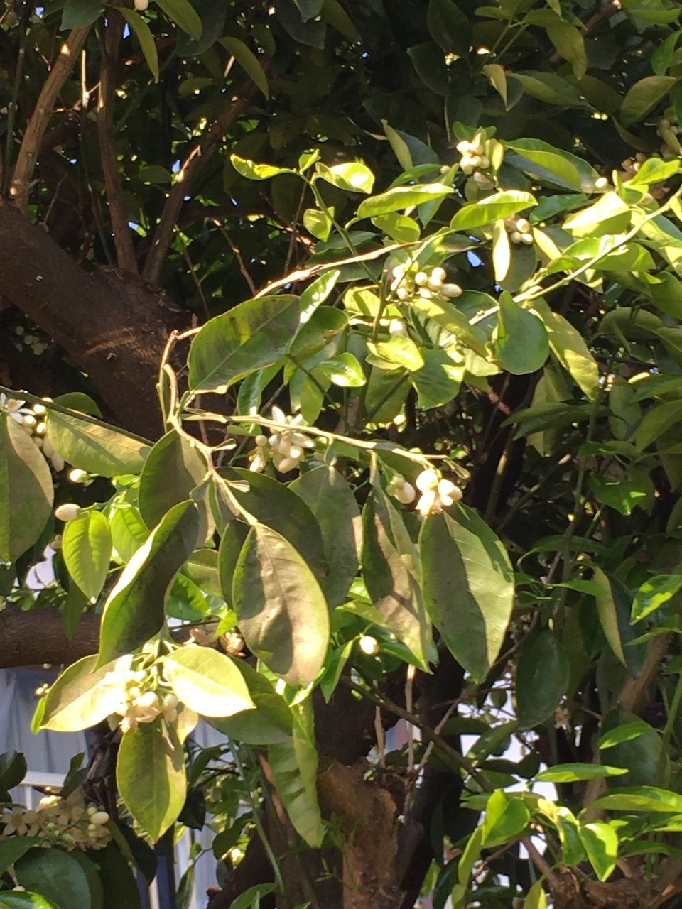 熊本市東区若葉の事務所の庭の蜜柑の木。たくさんの蕾の中に白い花が咲きだしました。