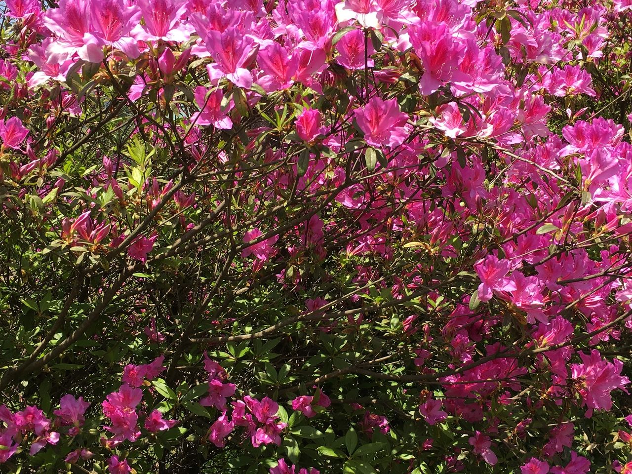 自然の中で太陽の光を満喫している南阿蘇の躑躅花