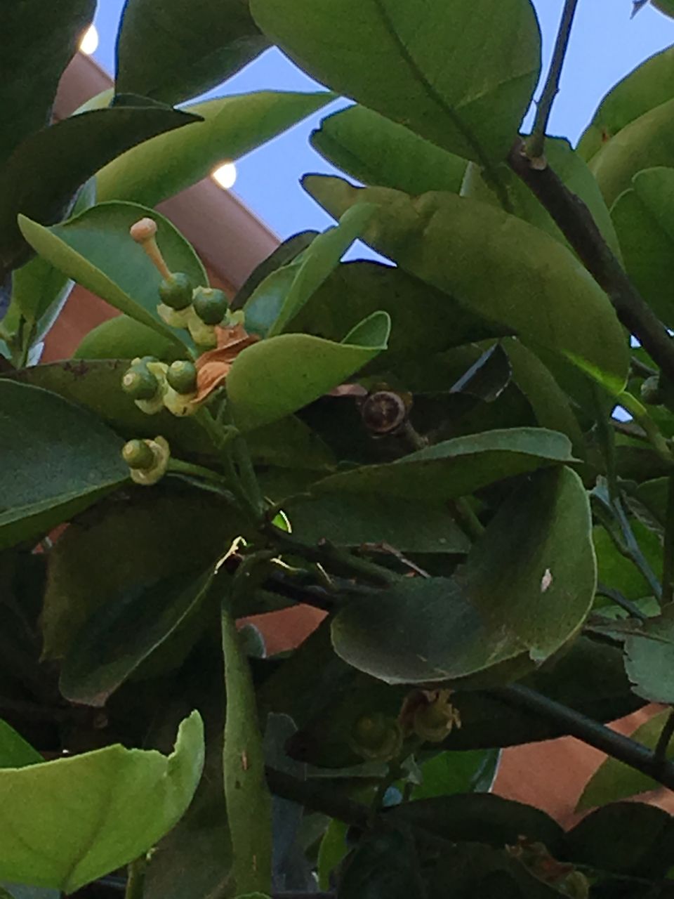 熊本市東区にある事務所の蜜柑の木・蕾が小さな実になってきました