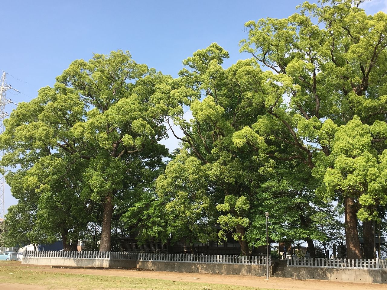 熊本市東区の沼山津神社のエネルギー溢れる御神木と玉垣