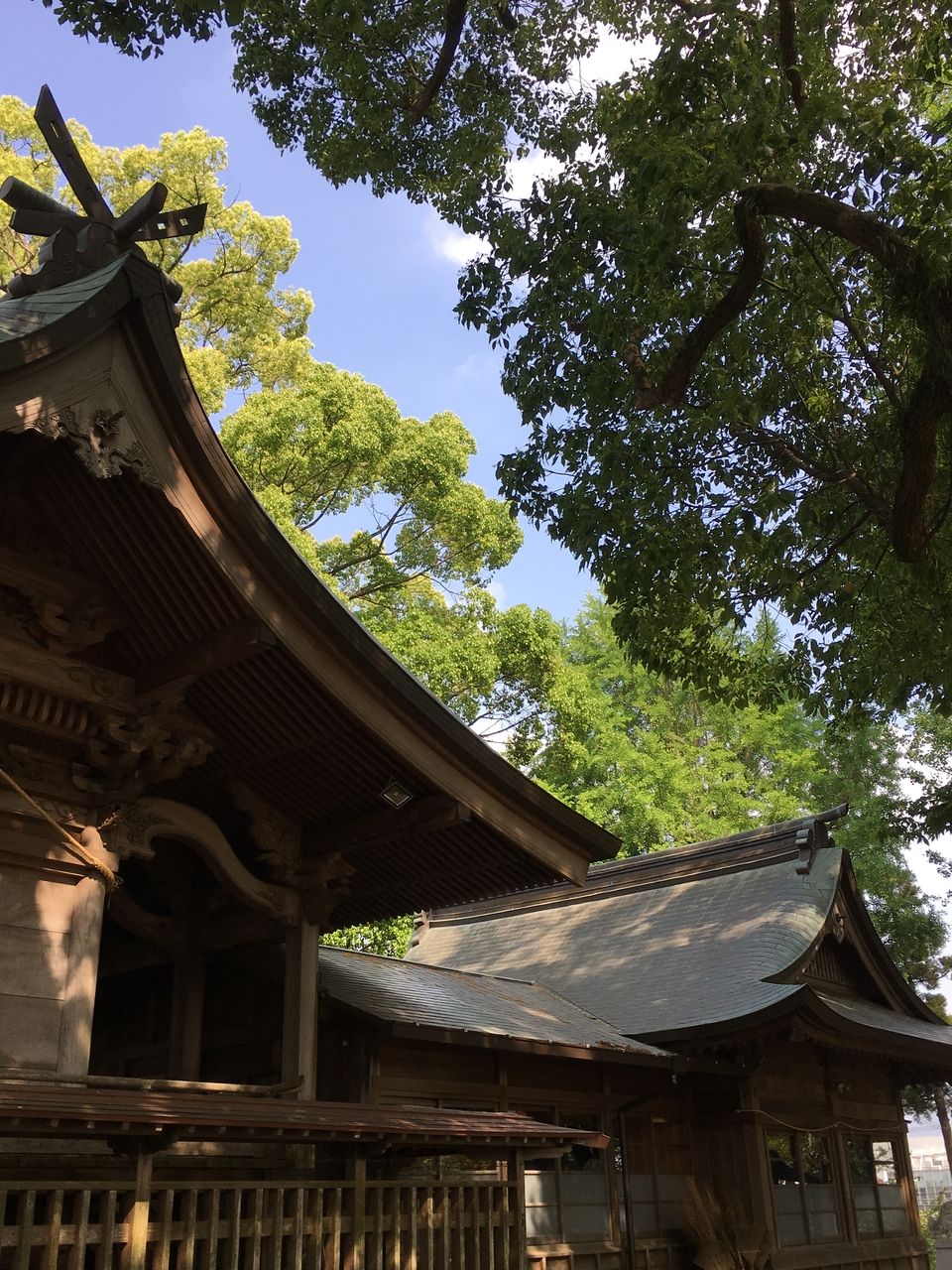 熊本市東区の沼山津神社のエネルギー溢れる新緑の中に佇む本殿
