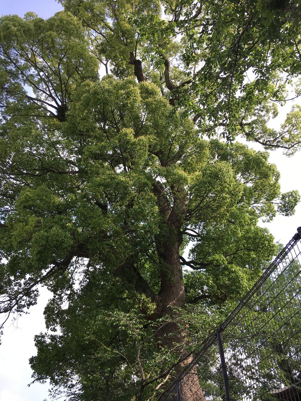 熊本市東区にある沼山津神社、樹齢数百年の御神木に囲まれて新緑のエネルギーが満ち満ちています。