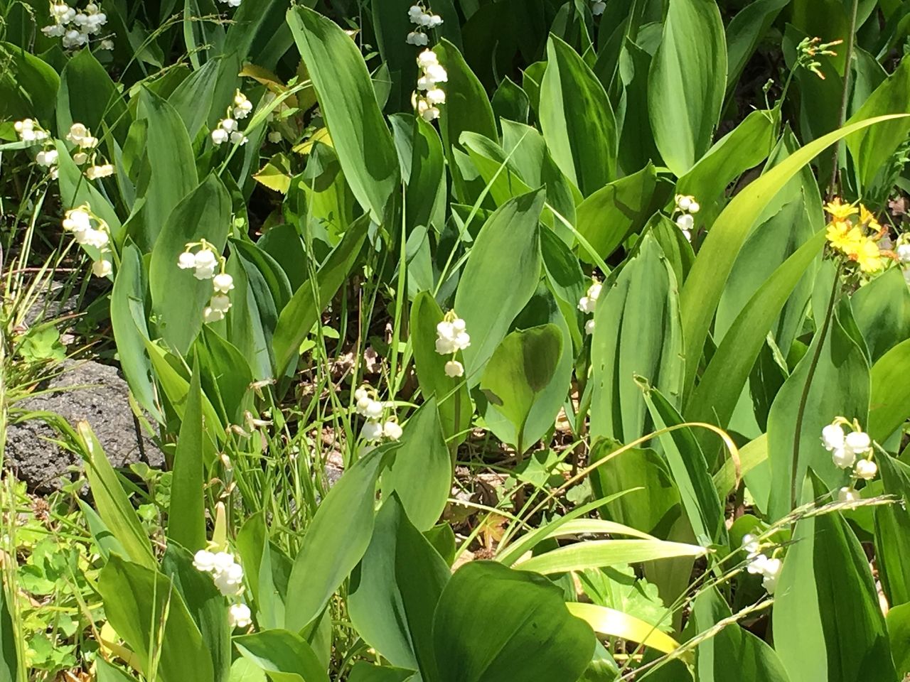南阿蘇で春の訪れを伝えてくれる山野草・すずらんの花