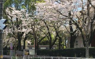 熊本市立桜木小学校