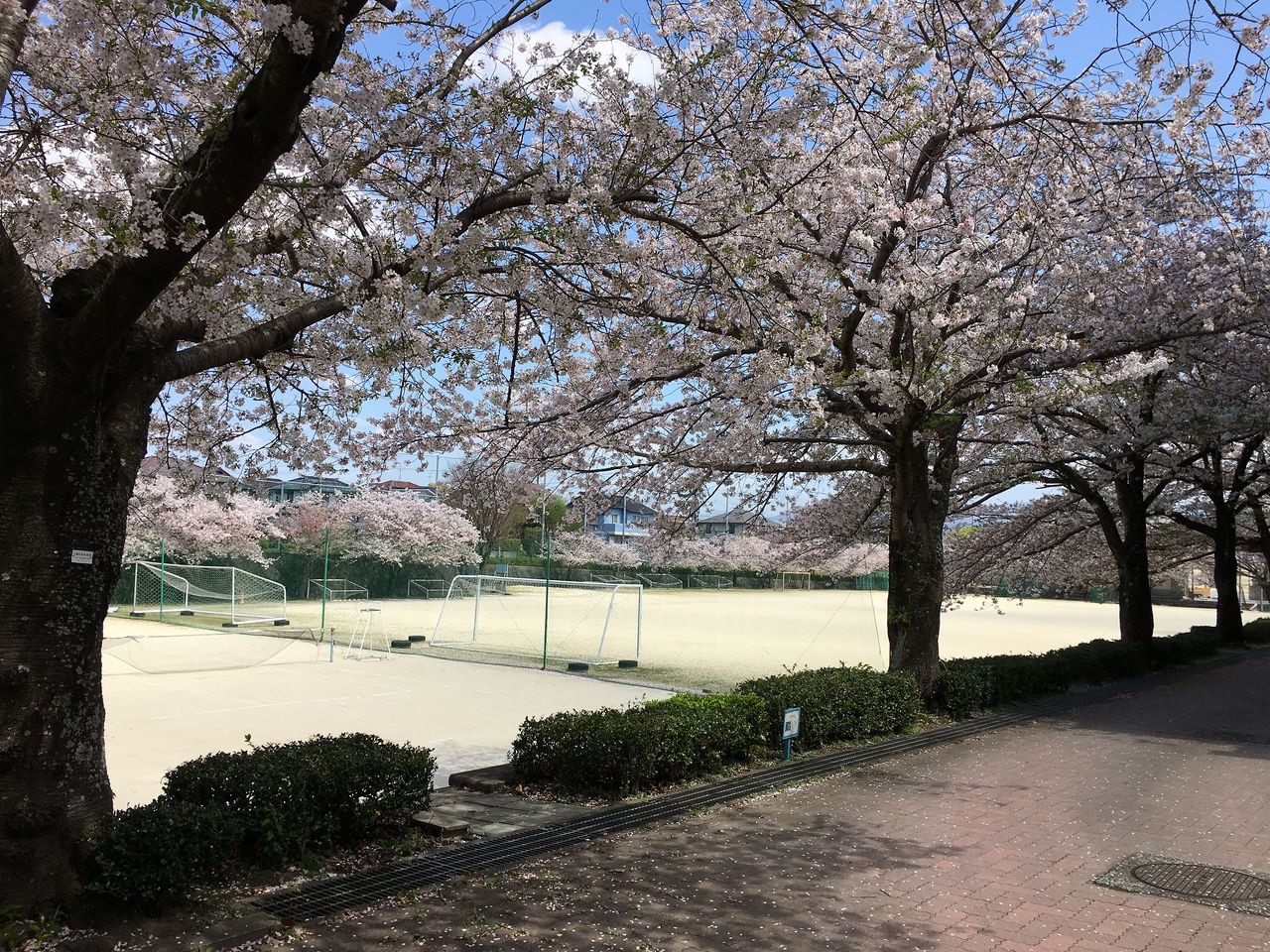 桜の花満開の桜木中学校運動場