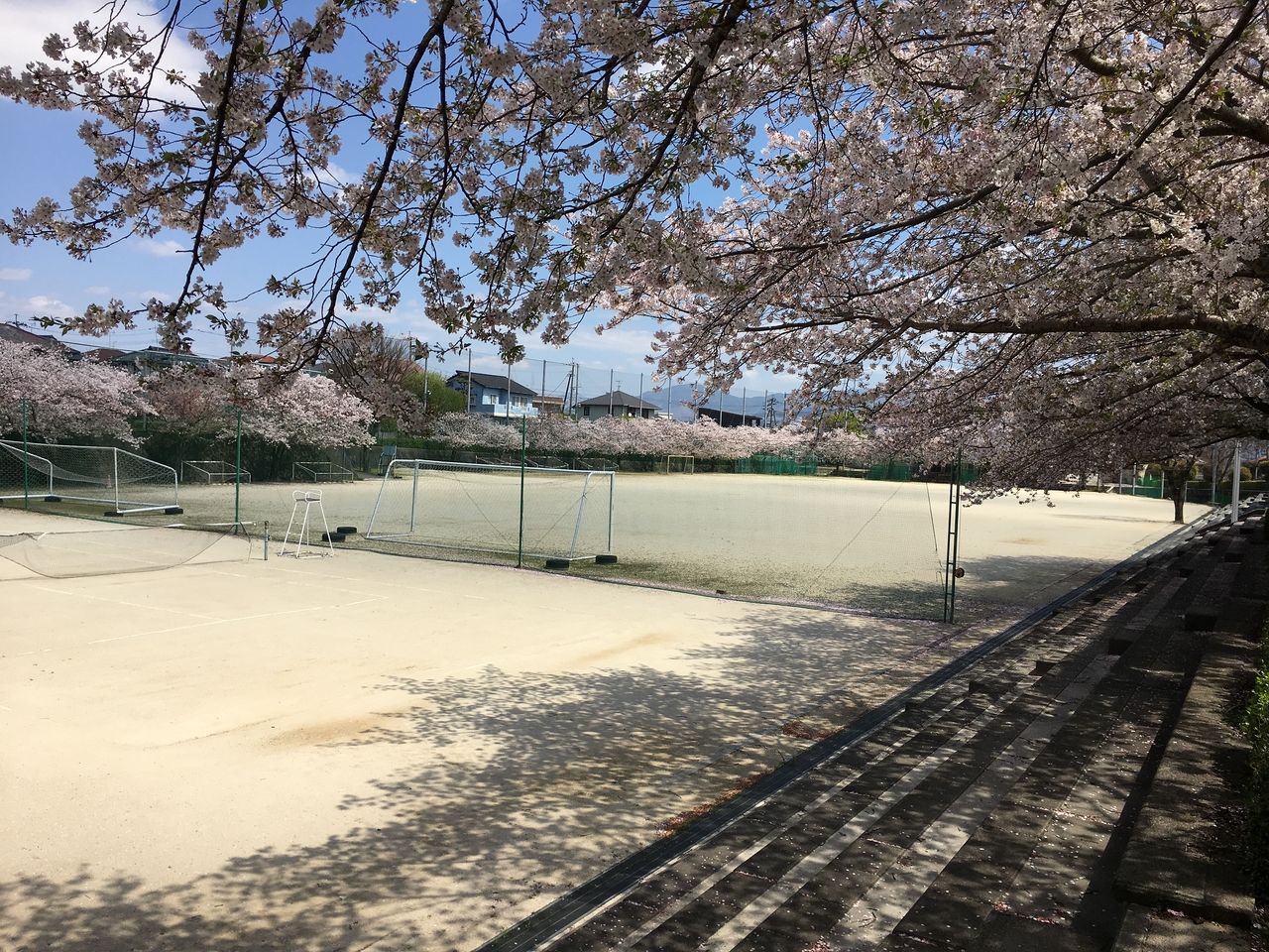 桜の花満開の桜木中学校運動場