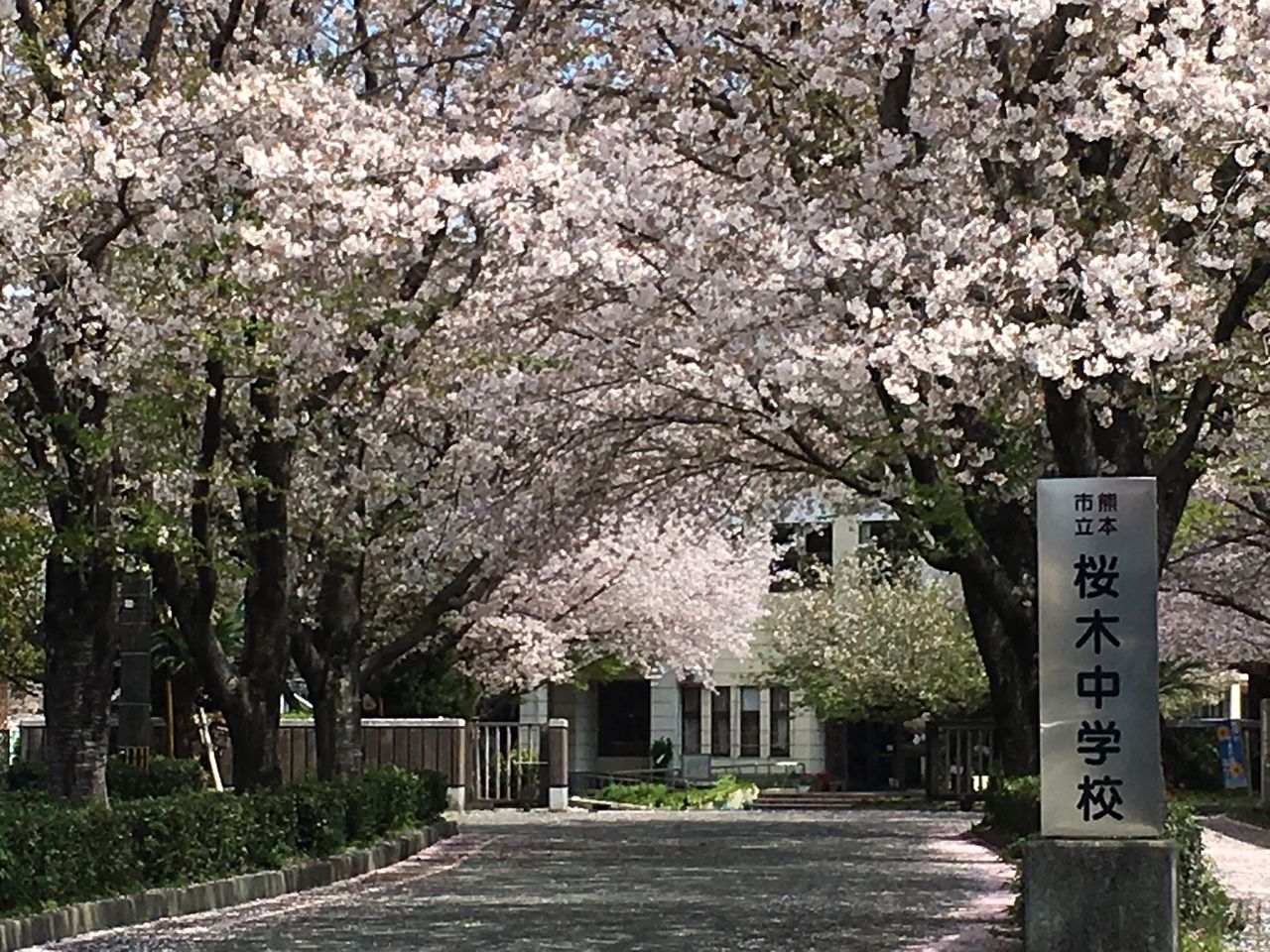 桜木のトンネルが出迎えてくれる熊本市立桜木中学校